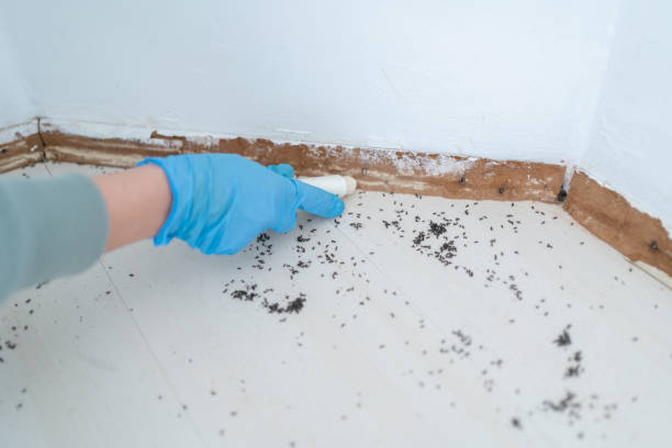 Best Termite Control Services  in Teague, TX